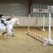 Welsh Mountain (sec A) Skrubbenborg Jamais