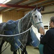 Holstener Picadelly >>SOLGT<<