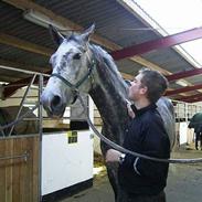 Holstener Picadelly >>SOLGT<<