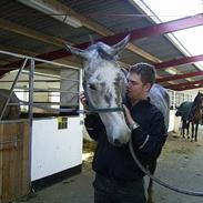 Holstener Picadelly >>SOLGT<<