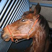 Belgisk varmblod Azingyowl