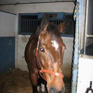 Belgisk varmblod Azingyowl