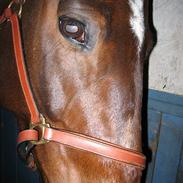 Belgisk varmblod Azingyowl