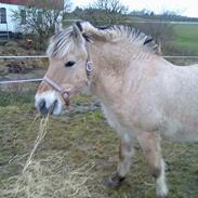 Fjordhest Skovvejens Anita ( Akita)