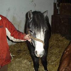 Welsh Mountain (sec A) Bobby