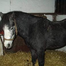 Welsh Mountain (sec A) Bobby