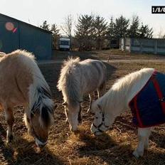 Anden særlig race Dusty - Efterlyses