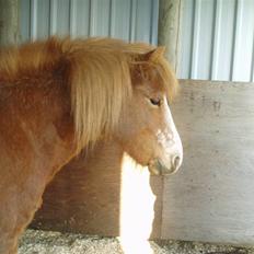 Islænder Sif fra Gørding