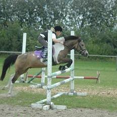 Anden særlig race Painted Pony (død)