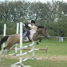 Anden særlig race Painted Pony (død)