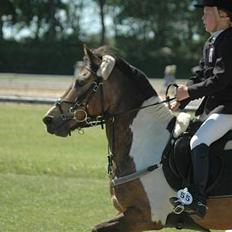 Anden særlig race Painted Pony (død)
