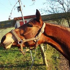 Anden særlig race Cherie
