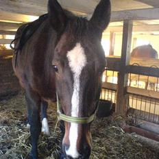 Hannoveraner Orchide