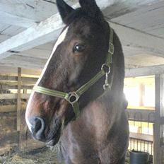 Hannoveraner Orchide