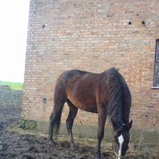 Hannoveraner Orchide