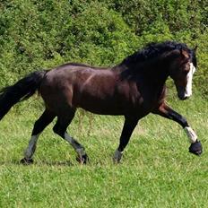 Welsh Cob (sec D) Camina's Maccoy SOLGT