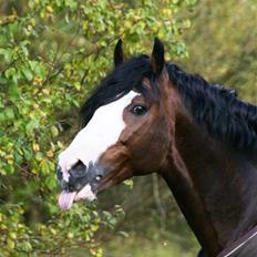 Welsh Cob (sec D) Camina's Maccoy SOLGT