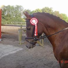 New Forest Krumme Kohave