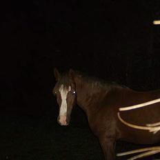 New Forest Max Millenium **Aflivet**