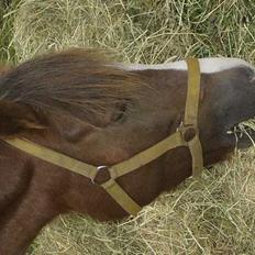 New Forest Max Millenium **Aflivet**