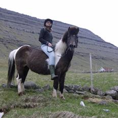 Færøsk hest Blanka [Haft i pleje]