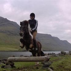 Færøsk hest Blanka [Haft i pleje]