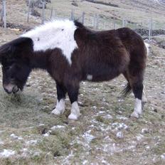 Færøsk hest Blanka [Haft i pleje]