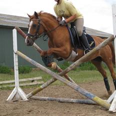 Anden særlig race Bjerregårdens Sandra