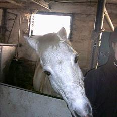 Welsh Pony (sec B) *Gl. Part* Bubbly Burglar