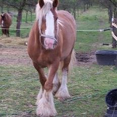 Irish Cob Postman Pat (Paddy)