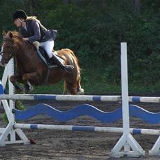 Anden særlig race Andro.