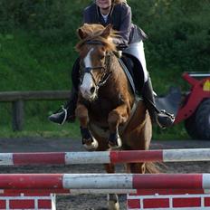 Anden særlig race Andro.