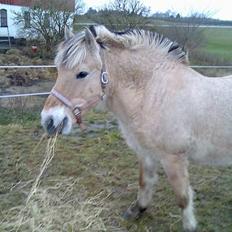 Fjordhest Skovvejens Anita ( Akita)