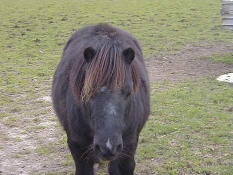 Shetlænder Sofus *Solgt*  - Sofus legede med maling, derfor han har 2 ekstra aftegn i hovedet xD billede 8