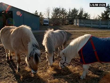 Anden særlig race Dusty - Efterlyses billede 2