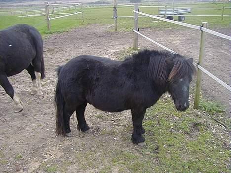 Shetlænder Sofus *Solgt*  - I fuld figur, med maling i hovedet xD billede 10