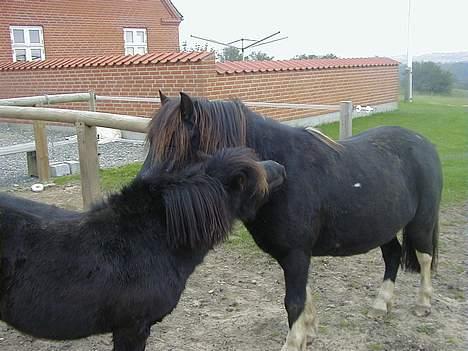 Shetlænder Sofus *Solgt*  - Nusse, nusse med Tarzan :p billede 11