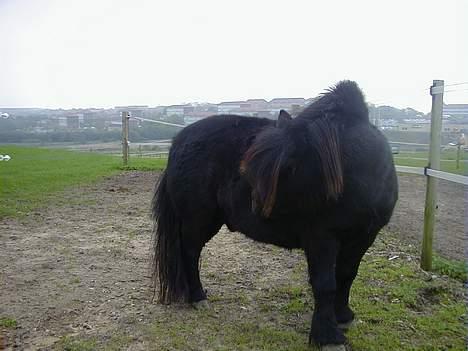 Shetlænder Sofus *Solgt*  - Det kløøøør. xD billede 12