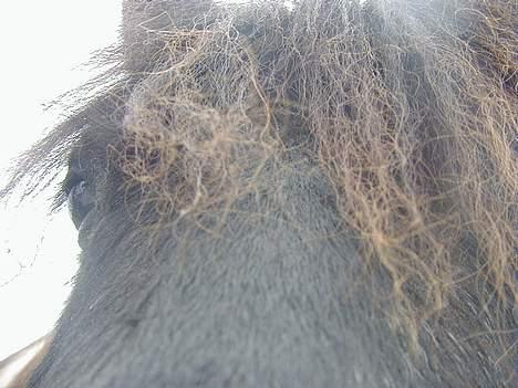 Shetlænder Sofus *Solgt*  - HVad er det for en kasse du står med, Sissel ? xD billede 13