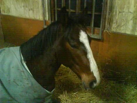 Dansk Varmblod Casper *byttet væk* - puha han er træt vækkede ham klok 6 om morgenen for at stikke i ham arme hest billede 18