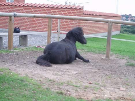 Shetlænder Sofus *Solgt*  - R*ven klør 8D billede 14