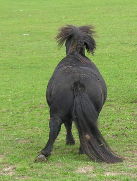 Shetlænder Sofus *Solgt*  - Lige været nede og trille lidt rundt :p billede 15