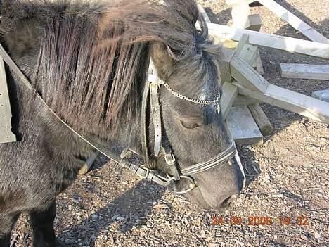 Shetlænder Sofus *Solgt*  - Det blæser ? xD billede 16