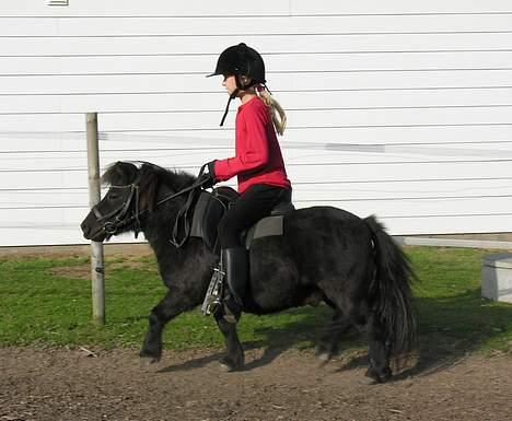 Shetlænder Sofus *Solgt*  - Fusse og Nana i trav ;) billede 17