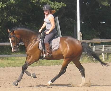 Dansk Varmblod Casper *byttet væk* - en lille gallop sommer 06 billede 20