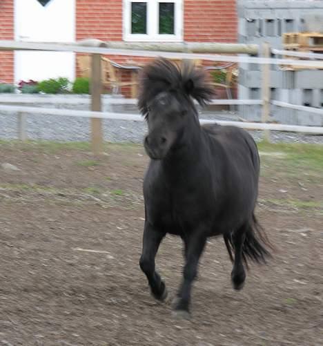 Shetlænder Sofus *Solgt*  - Sisseeeeel, du har noget til mig, ikke? billede 18