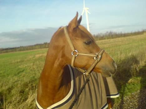 Anden særlig race Bastian ( SOLGT )  - Ude at qår en tur med ham inden vi squ til vores sidste stævne :´/ . " Miin Lille Stjerne pony " ;]  billede 10