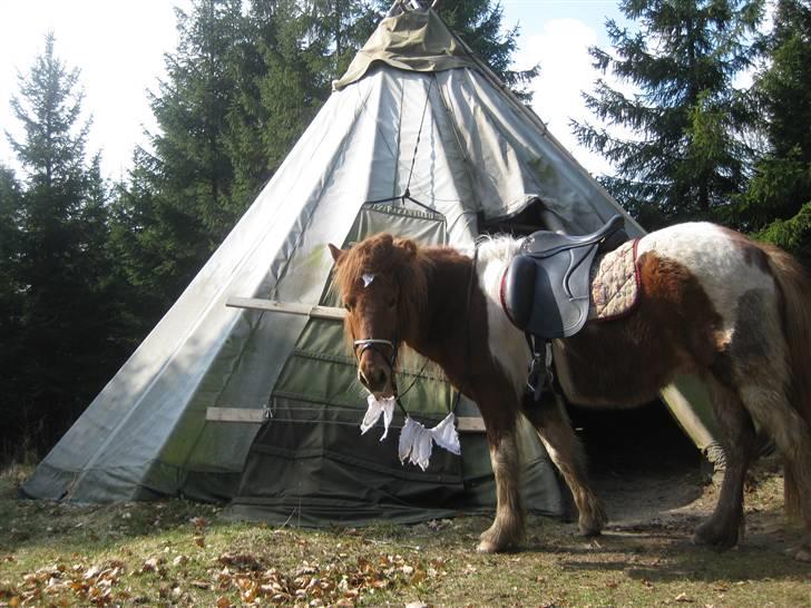 Islænder Hlóðvik fra Vinkærgård - Indianer heste bor i indianer telte. xD billede 5