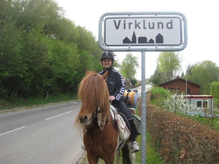 Islænder Hlóðvik fra Vinkærgård - Ridetur til Virklund billede 9