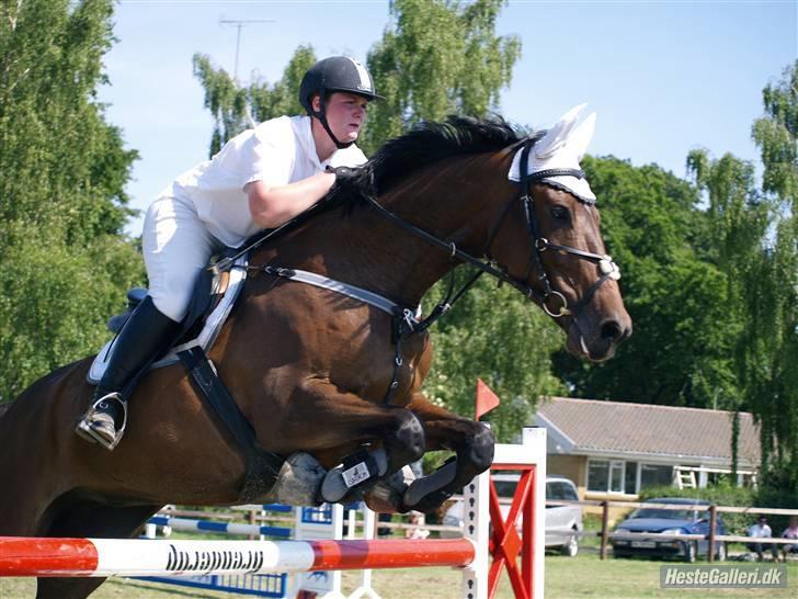 Dansk Varmblod Nicoline - allerupgård c-stævne 07 taget af mk-foto billede 2